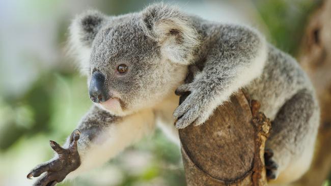 Late last year a property owner in southwest Victoria and two companies were charged after the three parties allegedly cleared a Cape Bridgewater property, where at least 70 koalas were injured and killed or had to be euthanised. Picture: Lachie Millard