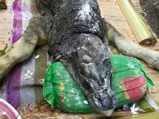 CREDIT: Facebook/Nhênyêt jiyanê IMAGES have been shared online of this creepy creature, which looks half crocodile, half buffalo, after being born in a remote town in Thailand. The bizarre animal appears to be covered in large scales with a long head, similar to a crocodile, while it seems to have the body and legs of a calf.