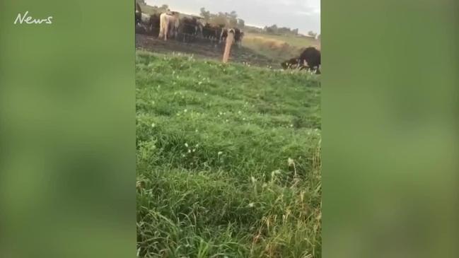 Farmer confronts protesters at Freestone