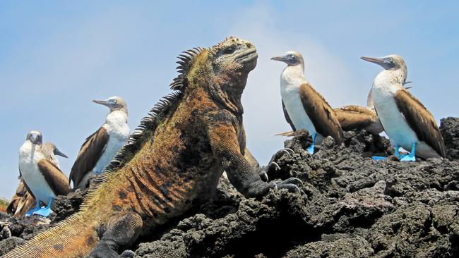 Marine iguana and blue-footed boobies in the Galapagos Islands.