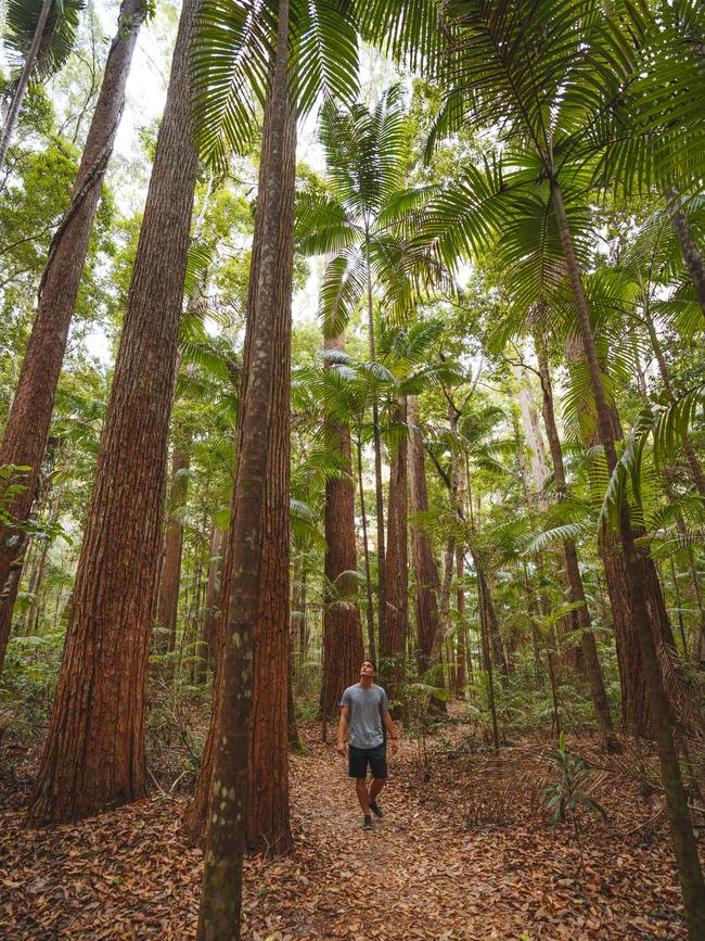 The satinay trees of Pile Valley on Fraser Island. Picture: TEQ