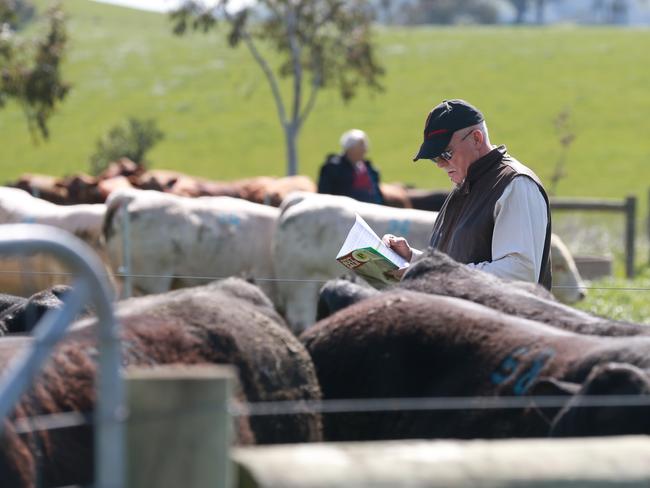 70 bulls were up for auction via the Helmsman auction system at the Paringa spring bull sale. Picture: Andy Rogers