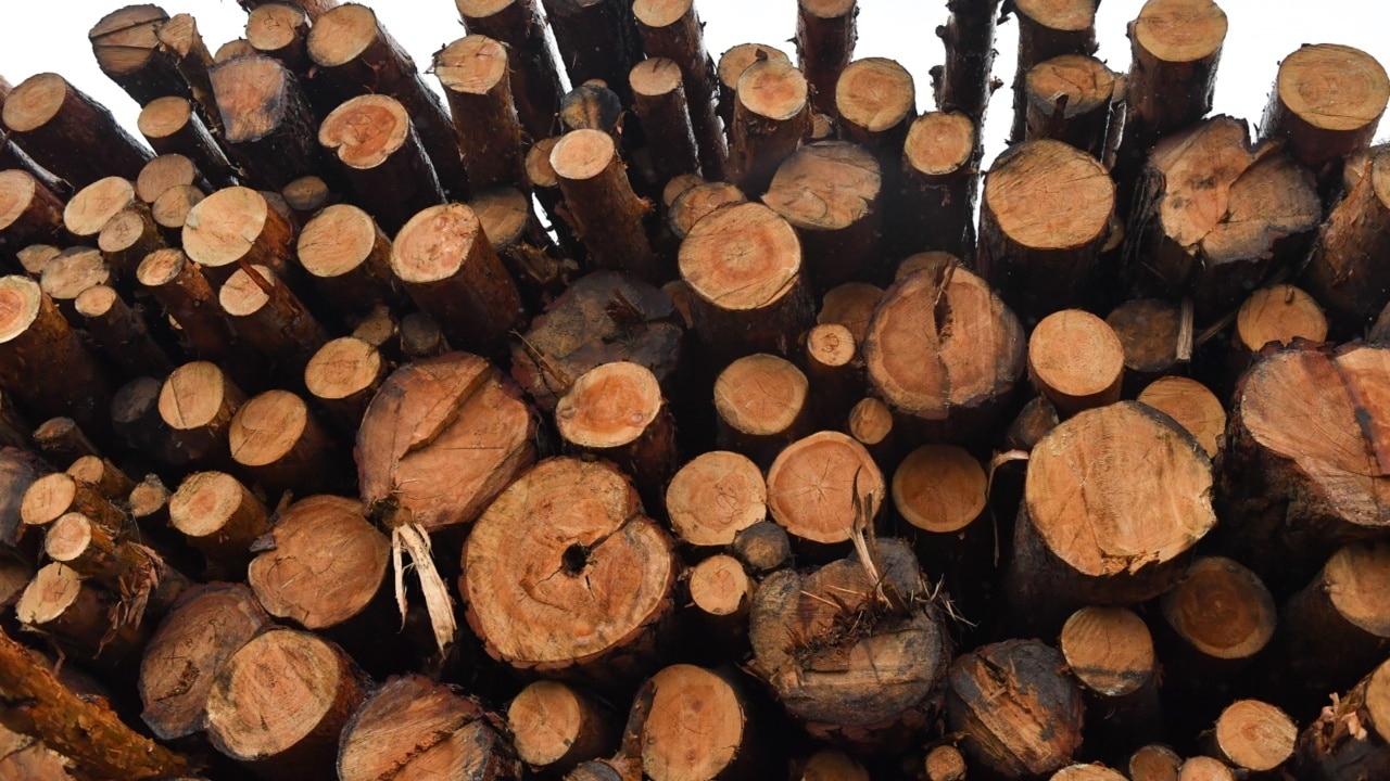 Andrews govt to end native forest logging by 2030