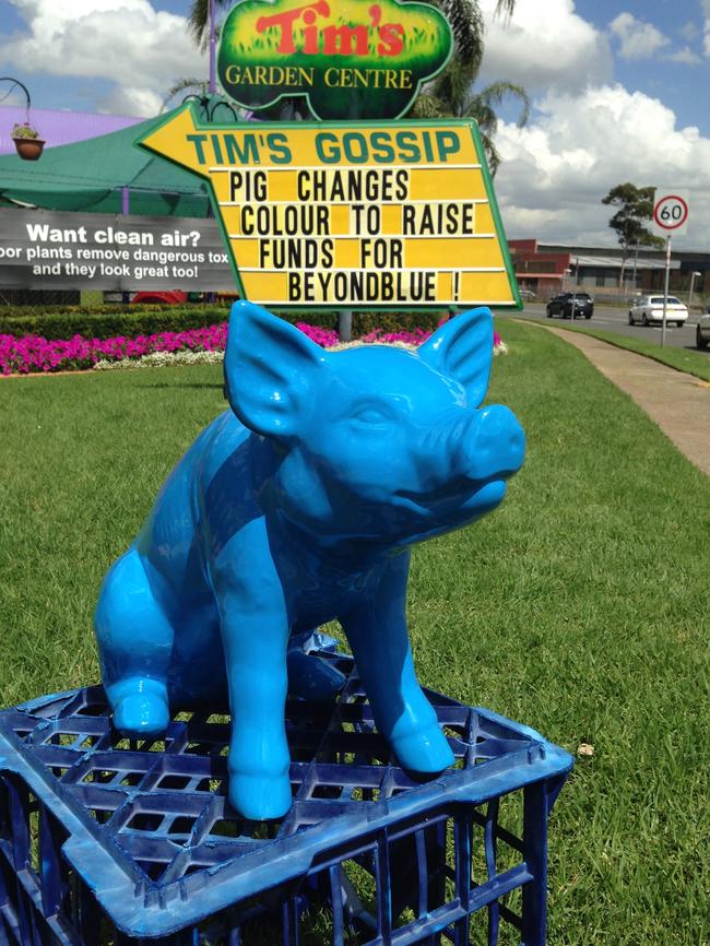 Pig turned blue to raise funds for Beyondblue.