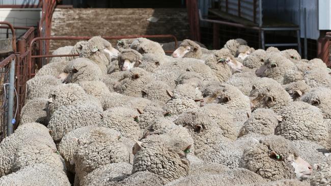 Police are investigating the theft of $1m worth of sheep and cattle this year.