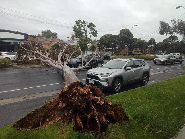 A fallen tree on Melbourne Rd, Newport.