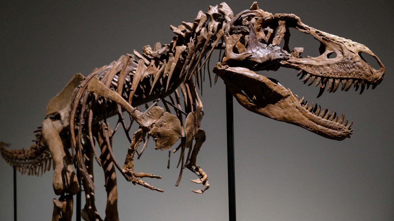 ‘Fierce’ dino fossil fetches fortune | KidsNews