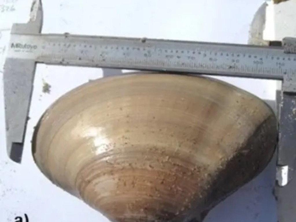 Pismo clams can be identified by their thick, large, triangular shells and can be pale or brown in colour. Picture: KFSN-TV