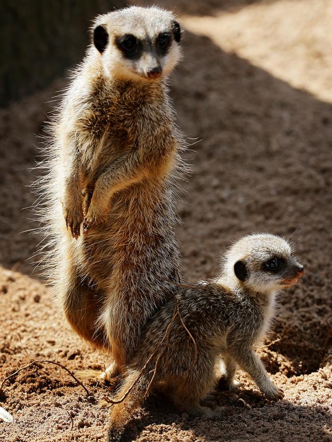 One of the parents looking after one of the new-born pups. Picture: Toby Zerna