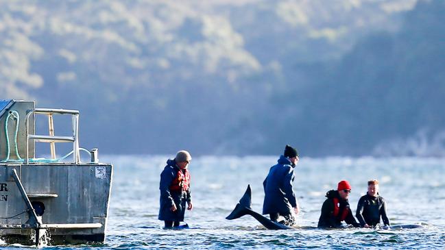 Rescuers attempt to save pilot whales stranded at Stahan. September 22, 2020. Picture: PATRICK GEE