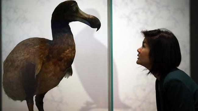 The last dodo sighting is believed to have been in 1662. Picture: Peter Macdiarmid/Getty Images.