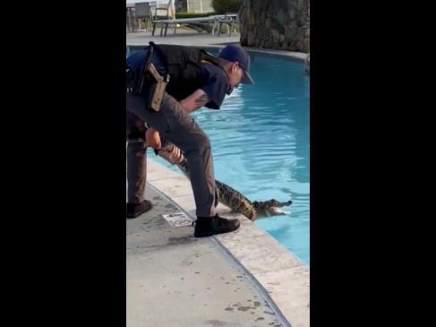 Police fish alligator out of swimming pool