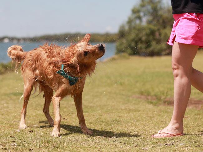 Humphrey the dog shakes himself off after swimming at Nudgee Beach. (AAP/Image Sarah Marshall)