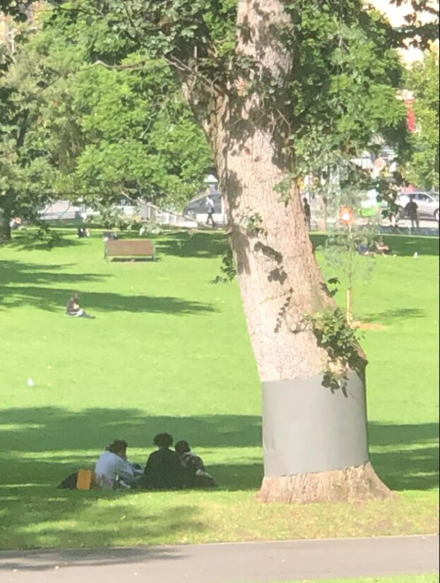 A Reddit user sparked debate around the purpose for metal wrapping on Melbourne trees. Picture: Reddit / User UnPerroTransparente.