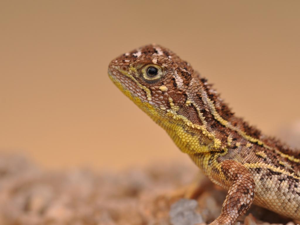 The Albanese government has been accused of ‘putting lizards before people’. Picture: Rory Keenan, Zoos Victoria