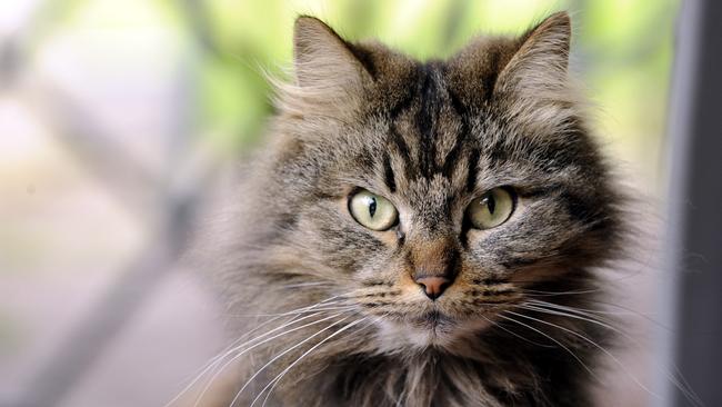 DON’T FORGET: Lismore City Council rangers are urging all cat owners to ensure their pets are desexed before July 1 to avoid paying a new annual permit of $80, on top of the one-off lifetime registration fee. Photo: Richard Polden