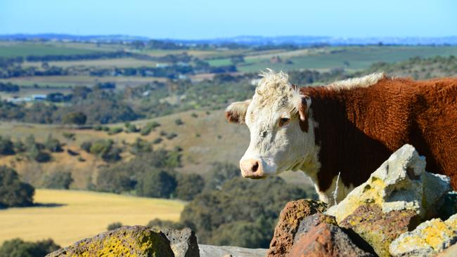 Older beef cows are coming to market, pushing up the female slaughter rate but not necessarily decreasing the breeding herd.