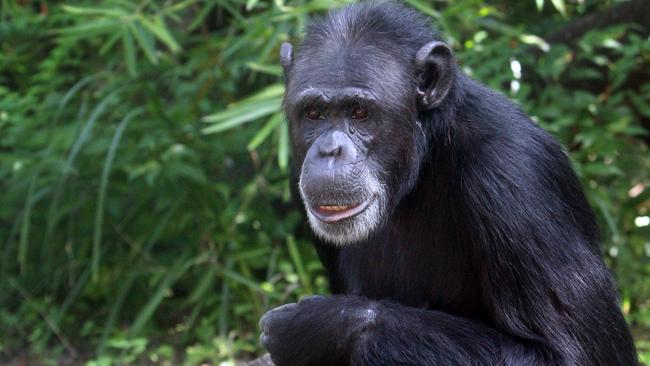 Holly when she was new to the zoo around 2013. Photo Allan Reinikka / The Morning Bulletin