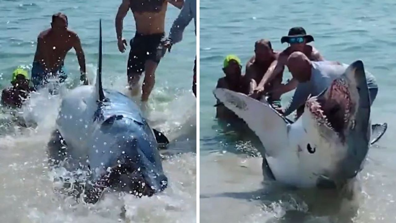 Massive shark violently turns on rescuers, throwing them aside