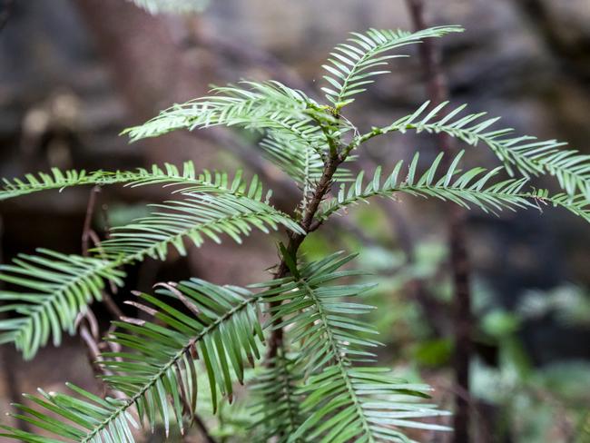 The pines are known as dinosaur trees. Picture: NSW Government