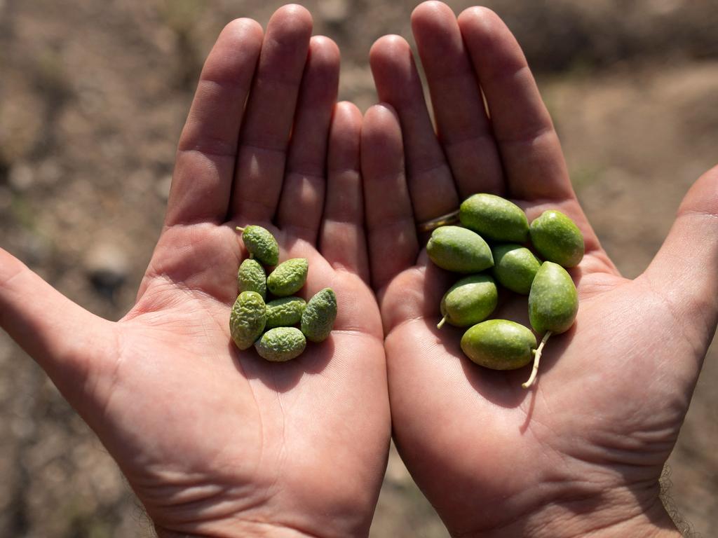 International and local olive farmers have been impacted by suboptimal growing conditions. Picture: Jorge Guerrero/AFP