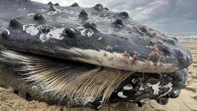 A whale has washed up dead on Fingal Head Beach in the Tweed on August 8, 2024. Picture: David Jaeger