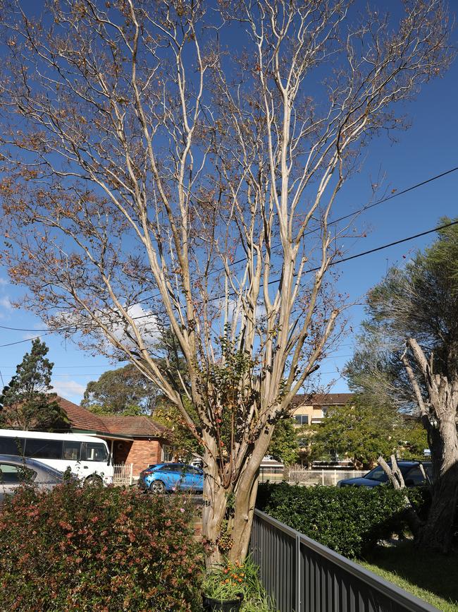 One of the trees in question. Picture: John Grainger