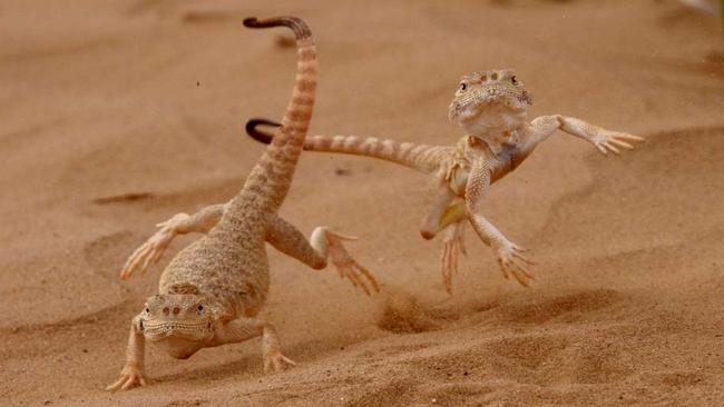 War Dance, by Victor Tyakht, Russia. Highly commended, Behaviour: Amphibians and Reptiles