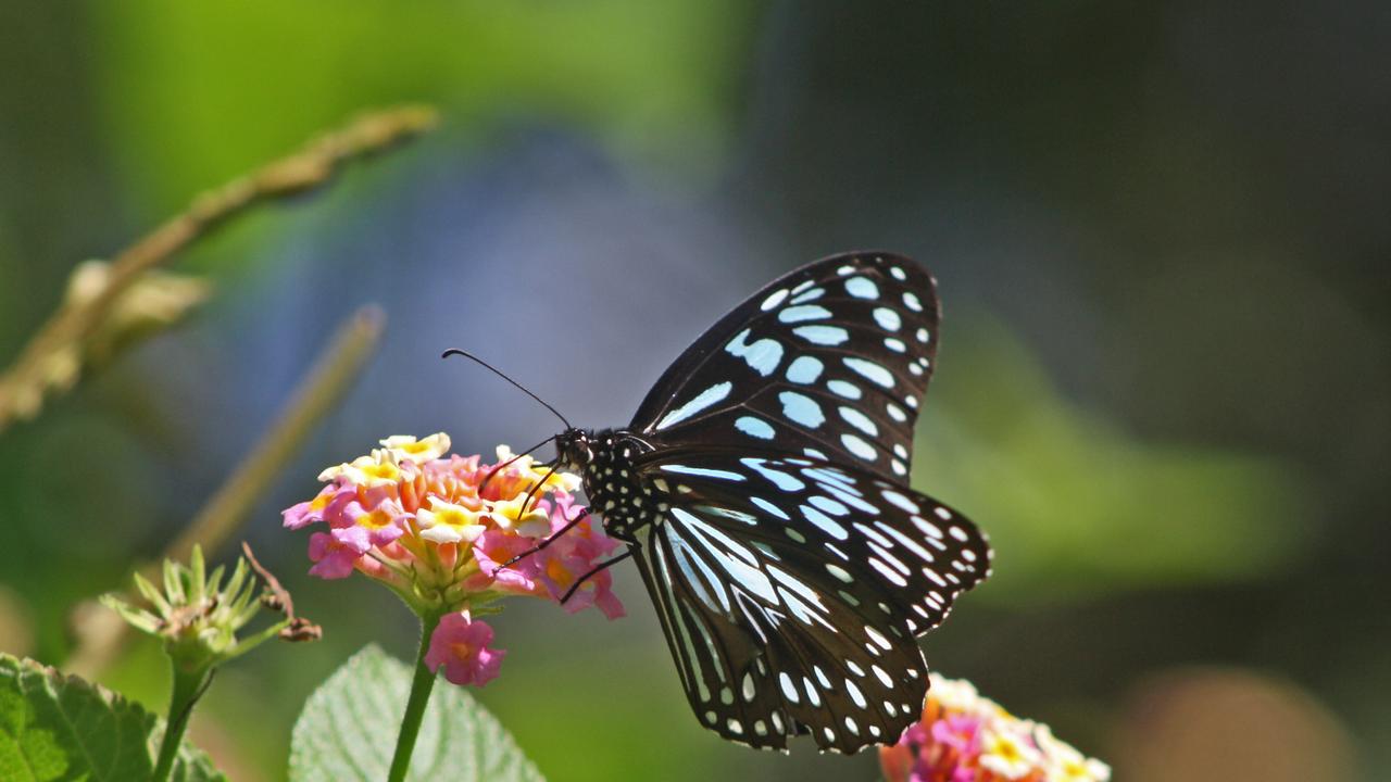 Blue Tiger ButterflyWALK ON THE WILDSIDEMary Hynes, ma-hynes@bigpond.net.au, 54437592, 1/10 Broadmeadows Road, Maroochydore Maroochydore QLD 4558