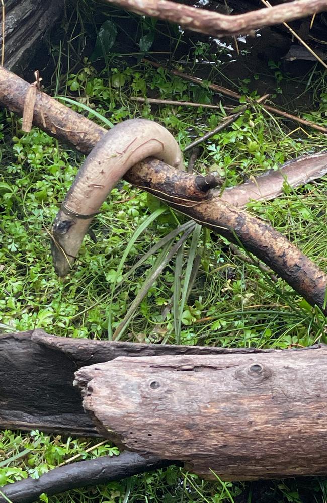 Eel deaths in the Tamar River estuary on March 21, 2023. Picture: Supplied