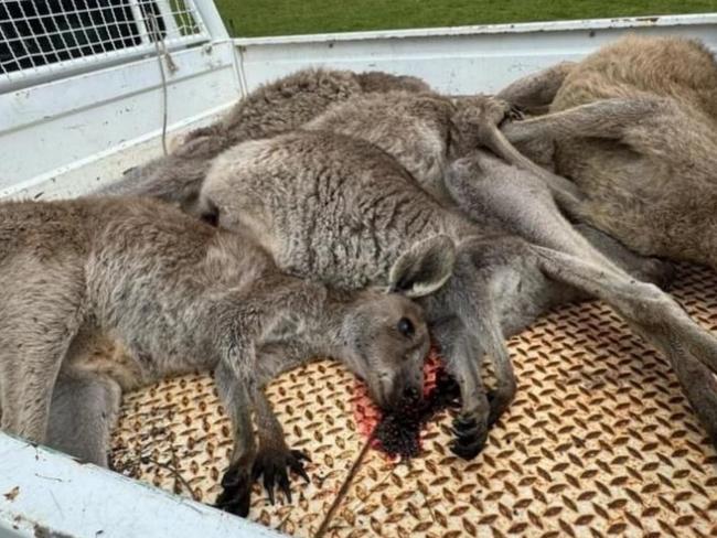 The brutal slaying left seven roos dead. Picture: Vicki Clarke