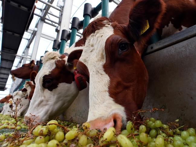 Cows feed on grapes from a foodbank. Picture: John THYS/AFP