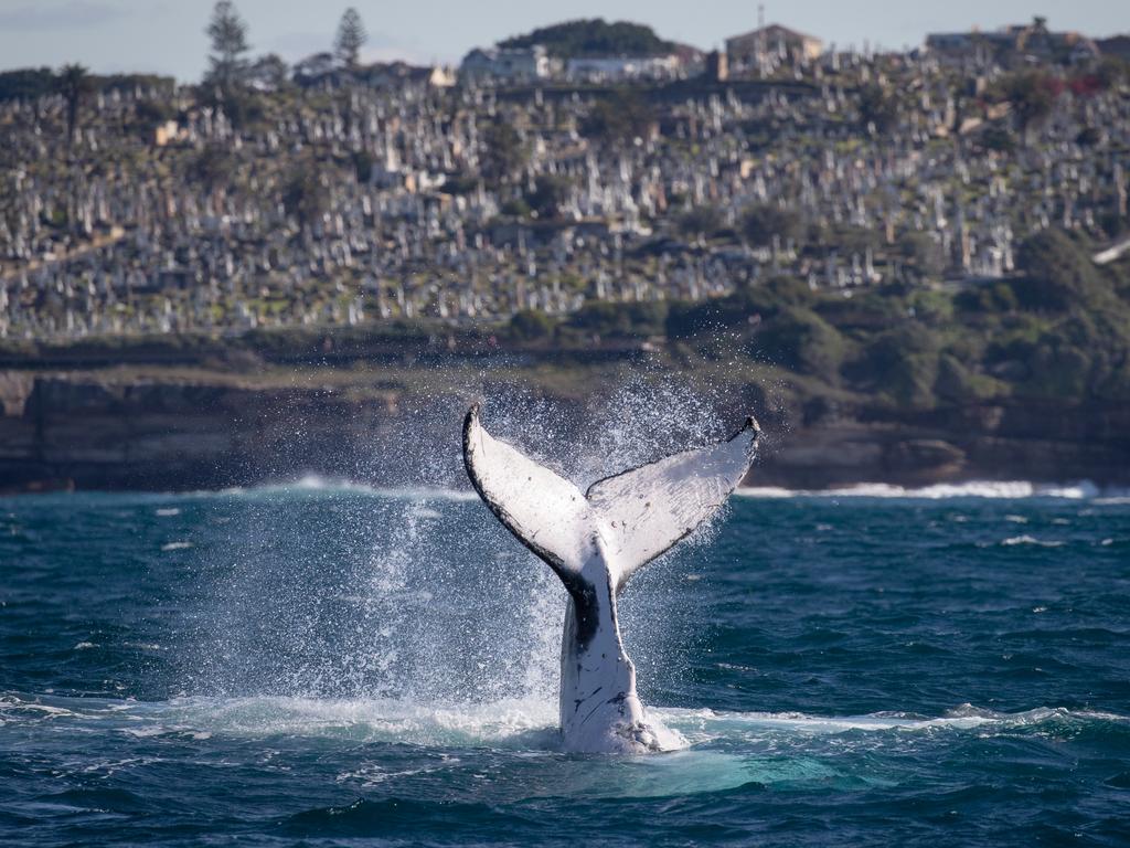 Sydney’s coast could see up to 100 whales a day moving north during the peak migration. Picture: John Goodridge