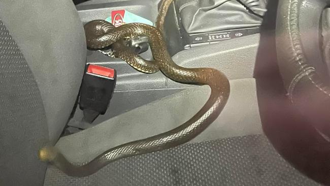 The driver was lucky a snake catcher was close by. Gladstone Region Snake Catchers / Facebook