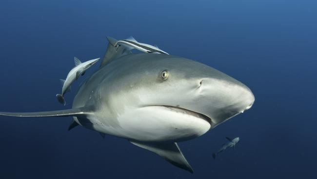 Photo of a bull shark. Picture: File