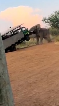 Terrifying moment an elephant lifts a vehicle off the ground