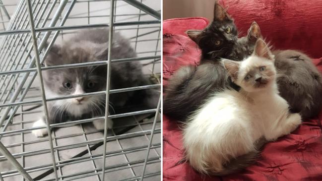 Dumped in plastic bags, rivers, paddocks, drains: Help for ‘endless stream of kittens’