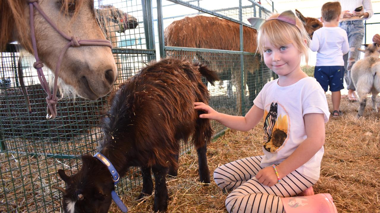 Ellouise Love- Teunis of Proserpine was making plenty of friends in the baby animal farm. Picture: Kirra Grimes