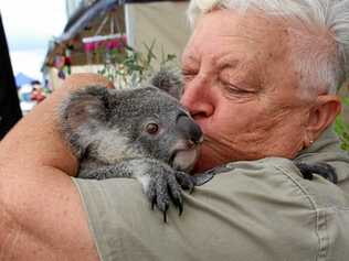 Ipswich Koala Protection Society vice-president Marilyn Spletter with Scarlett the koala. Picture: Marian Faa