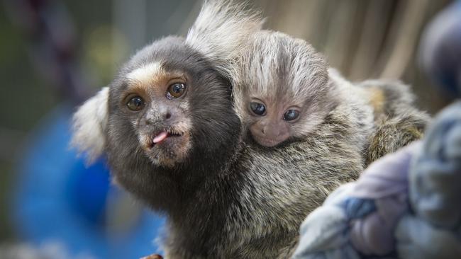 Get Wild marmoset | Daily Telegraph