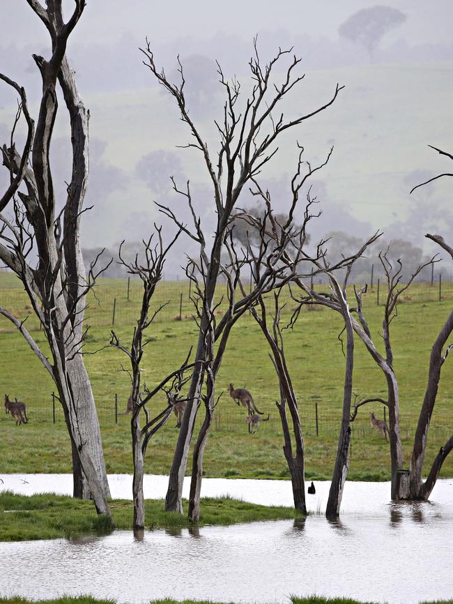 Flooded paddocks just 10km South West of Blayney. Picture: Adam Yip