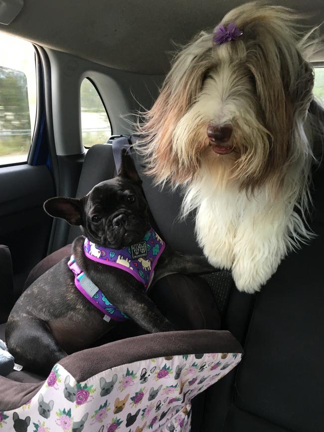 KOKO AND CHARLI: Fur babies on board! Koko loves riding in the car with her best friend Charli.
