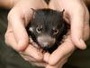 Mike Drinkwater cares for a 5 month old Tasmanian Devil joey called 'Bear', at the Australian Reptile Park, Somersby. The park supports Threatened Species Day on September 7th.