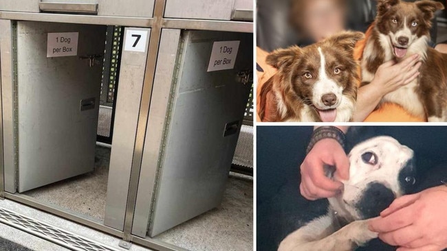 Two 10-month-old border collies were broken out of Toowoomba's animal management centre in December 2023 by their owners. The same claims against the centre's treatment of Missy (bottom right) resulted in her having seizures and needing to be put down.