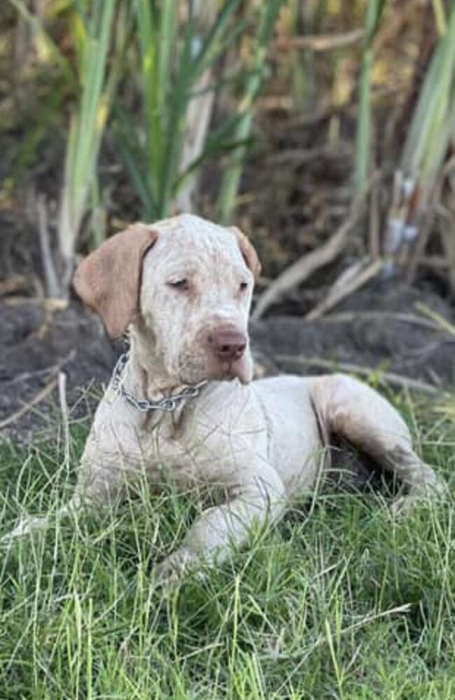 Hank: Jaime Argus' 11 week old Bull Arab