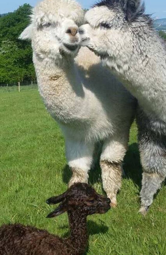 The field of alpacas guests can visit. Picture: AirBnb