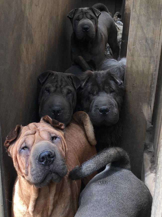 Puppies seized from a property in Russell Island. Picture: RSPCA