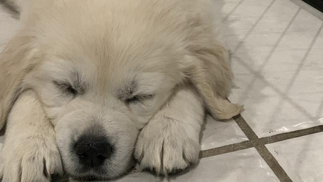 Molly the golden retriever at 8 weeks in new home