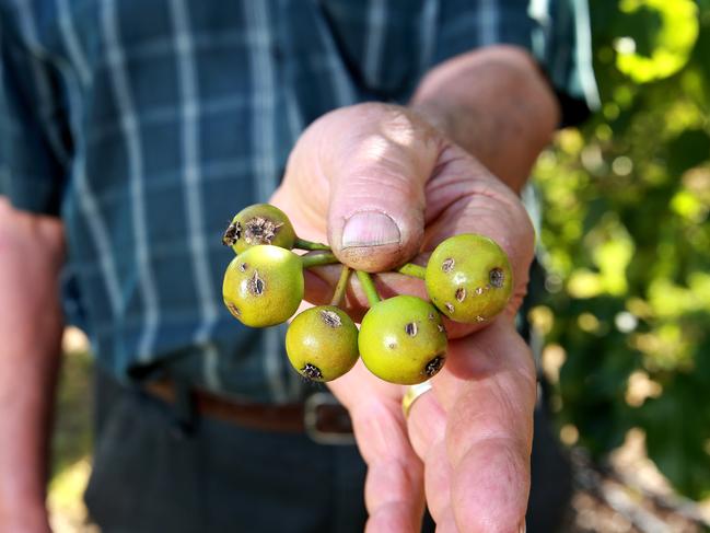 Frank Rullo on the family Orchard in East Shepparton shows the damage caused to fruit from a recent hail storm. Damaged Nashi'sPicture: ANDY ROGERS