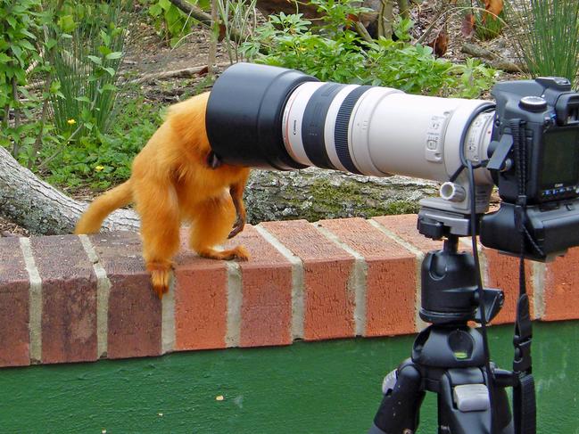 A Golden Lion Tamarin sticking its head in a camera at Marwell Zoo. Picture: Caters